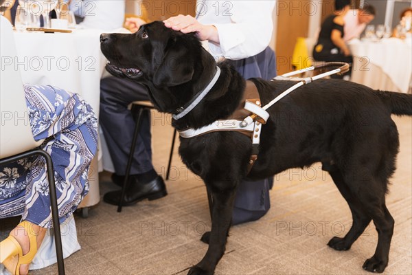 Black Labrador who works as a guide dog for a blind woman. Assistant for the blind person. In a restaurant with his owner