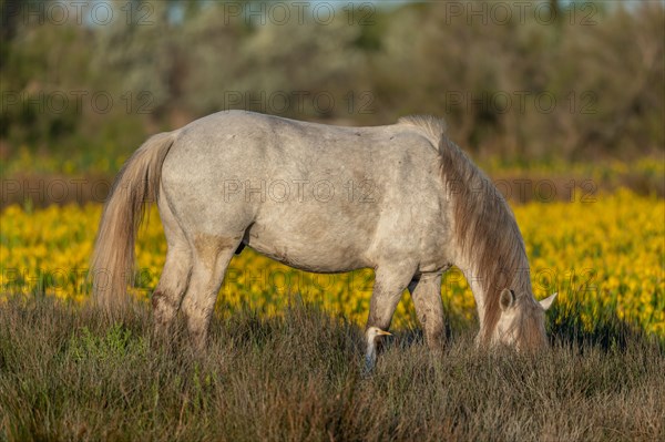 Camargue horse and cattle