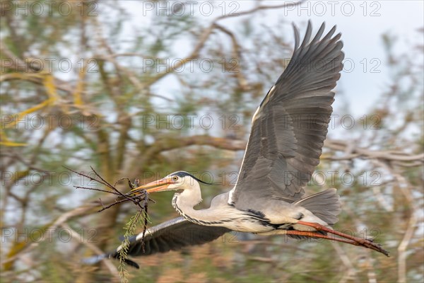 Grey heron