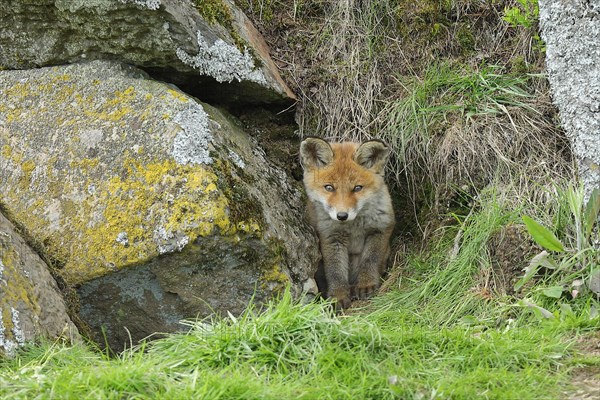 Red fox