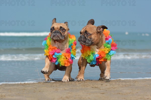 Two happy brown French Bulldog dogs wearing matching colorful tropical hawaiian flower garland while running at beach with ocean in background
