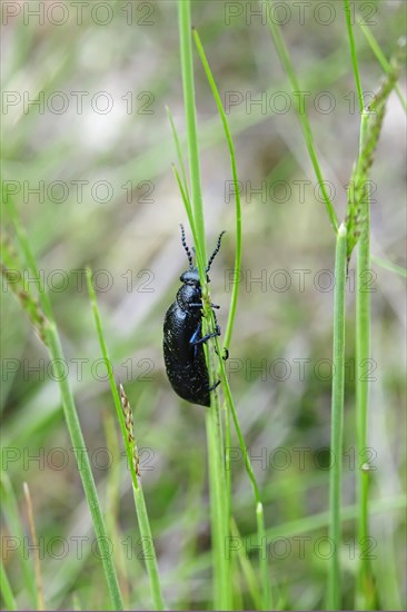 Oil beetle