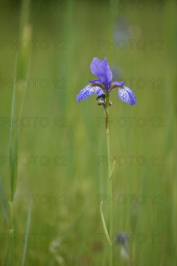 Siberian iris