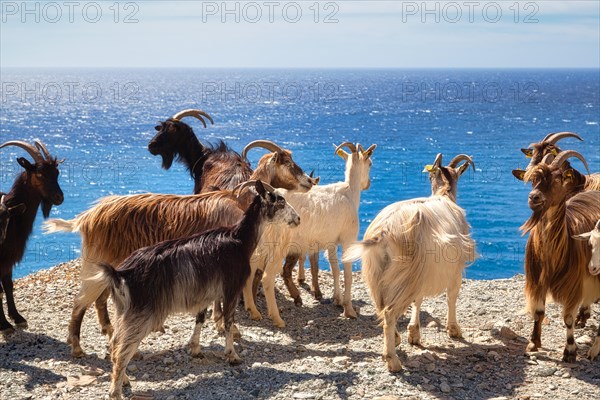 Corsican goats at Cap Corse