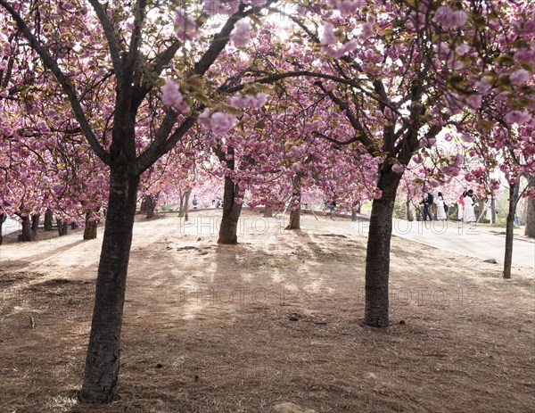 Japanese cherry