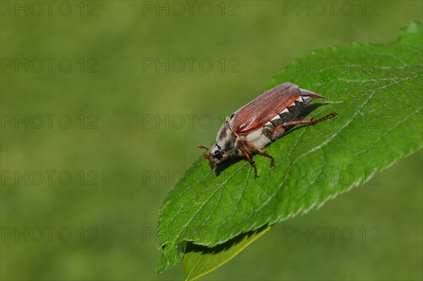 Cockchafer