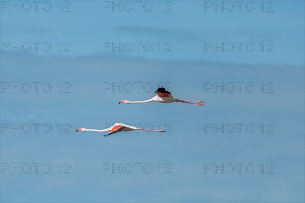 Greater Flamingos