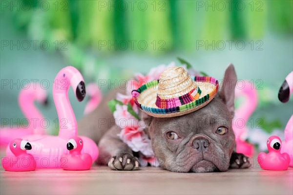 Funny French Bulldog dog with tropical flower garland