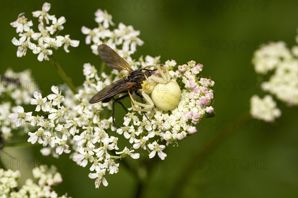 A goldenrod crab spider