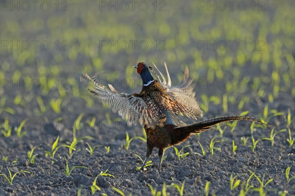 Pheasant