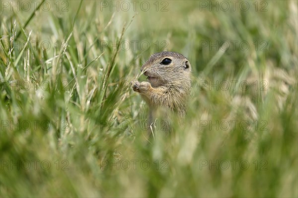 Gopher