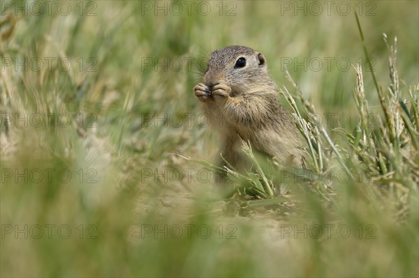 Gopher