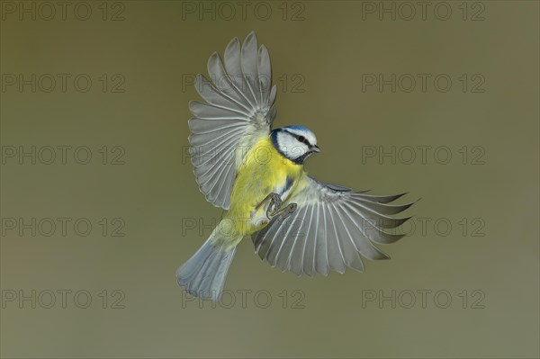 Blue Tit