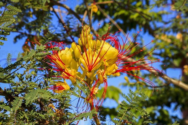 Bird of Paradise Bush