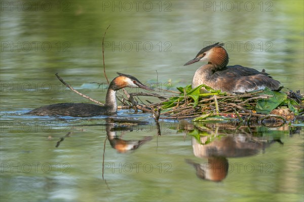 Great Crested Grebe