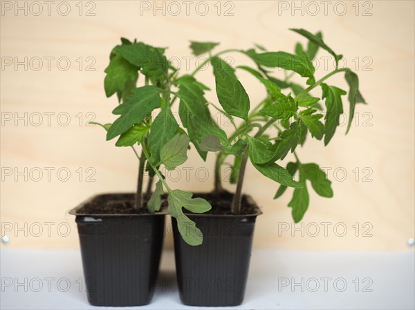 Tomato plant in pot