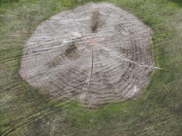 Ancient tree cross section with growth rings