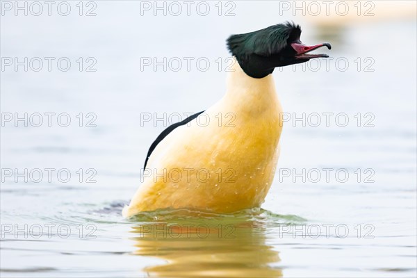 Common merganser