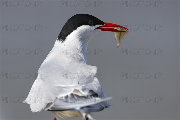 Arctic tern