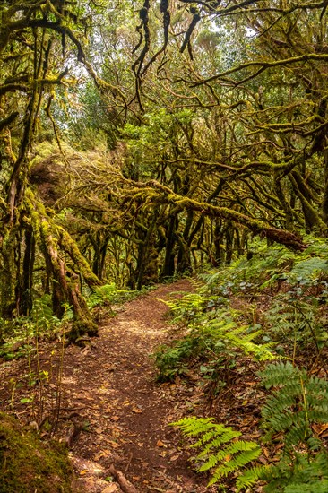 Trekking to Garajonay del Bosque natural park in La Gomera