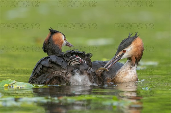 Great Crested Grebe