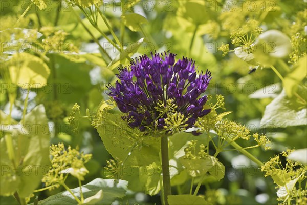 Ornamental leek