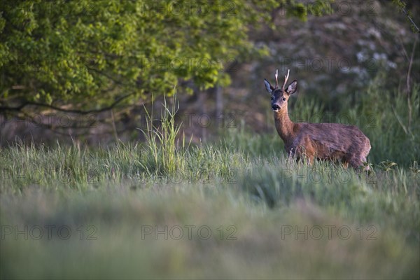 European roe deer