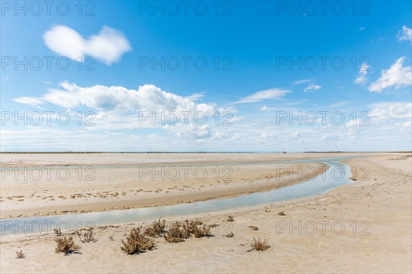 Typical landscape in a lagoon of the Rhone delta in the Camargue. Saintes Maries de la Mer