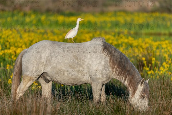 Camargue horse and cattle