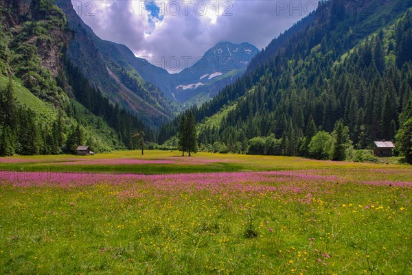 Meadow with pink wildflowers in front of the Hochgolling