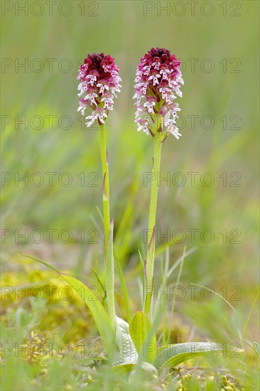 Burnt-tip orchid