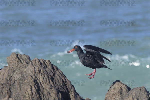 African oystercatcher