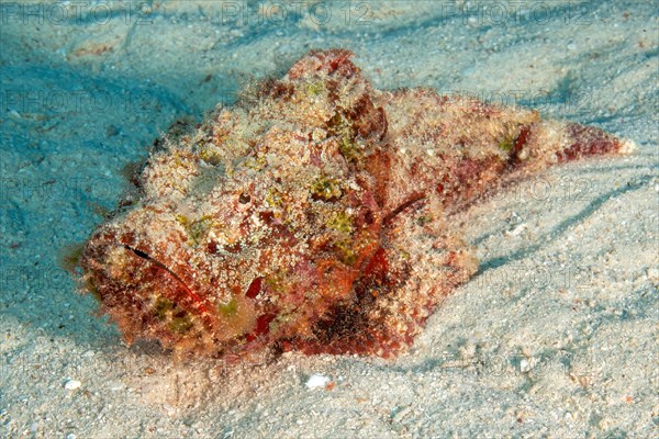 False stonefish