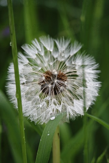 Dandelion after a rain