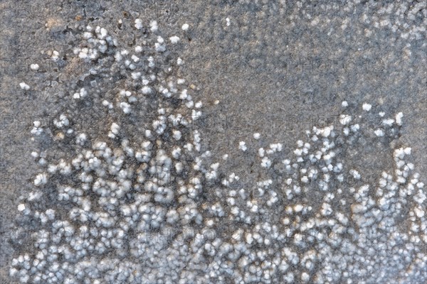 Raw salt crystals in the marshes of the village of Salin de Giraud near the mouth of the Grand Rhone. Regional nature park Park