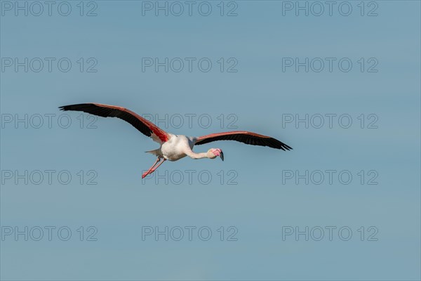 Greater Flamingos