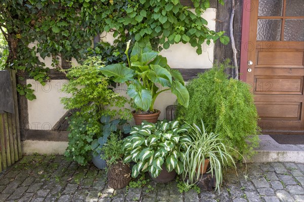 Inner courtyard with flowers