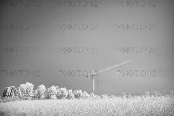 Grain field