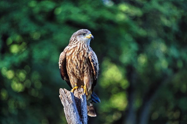 Black Kite