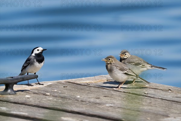 White wagtail