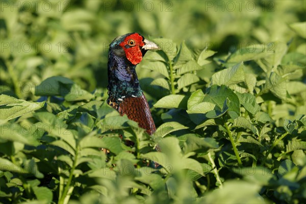 Pheasant