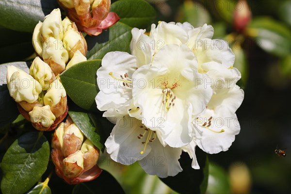 Rhododendron