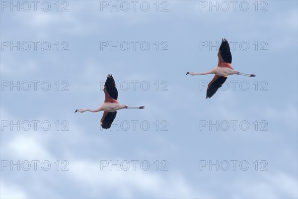 Pink flamingo