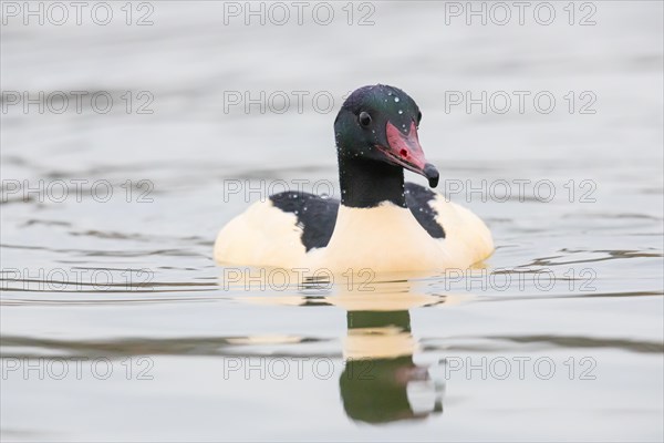 Common merganser