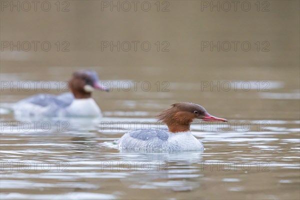 Common merganser