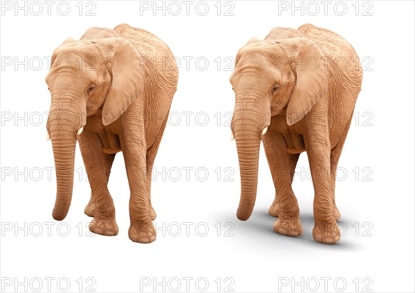 Adult elephant isolated on white with and without A shadow