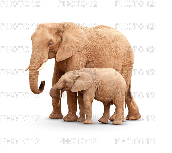 Baby and mother elephant isolated on white with A shadow