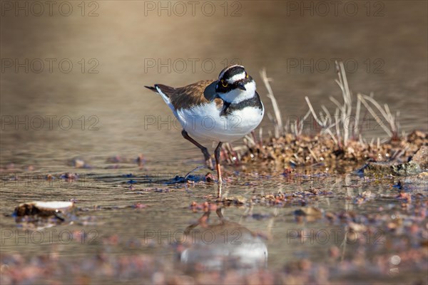 Little ringed plover