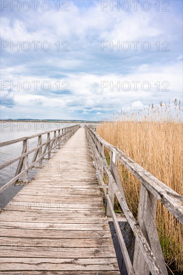 Footbridge on the lake with reeds