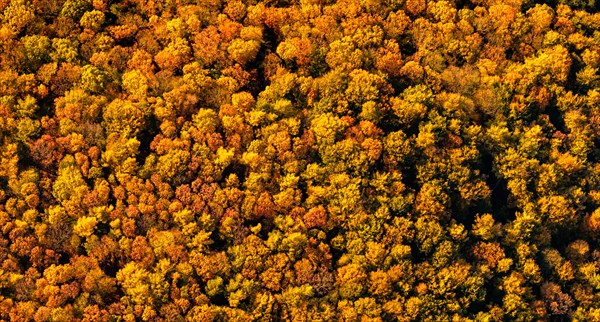 Treetops from above in autumn